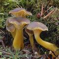 Cantharellus_tubaeformis_am1791