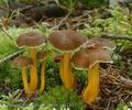 Cantharellus_tubaeformis_am1811