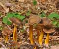 Cantharellus_tubaeformis_be3425