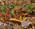 Cantharellus_tubaeformis_be3430