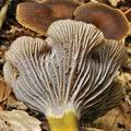 Cantharellus_tubaeformis_be3431