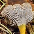 Cantharellus_tubaeformis_be3432