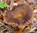 Cantharellus_tubaeformis_be3436