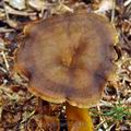 Cantharellus_tubaeformis_be3437