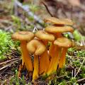 Cantharellus_tubaeformis_bi0915