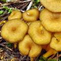 Cantharellus_tubaeformis_bi0922