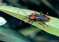 Cantharis_fusca_10167