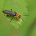 Cantharis_pellucida_bc4922