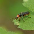 Cantharis_pellucida_bc4946