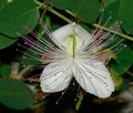 Capparis_sicula_da8166