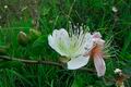 Capparis_sicula_ed3395