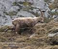 Capra_ibex_pa5112482