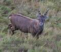 Capra_ibex_pa9177647