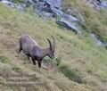 Capra_ibex_pa9177658