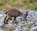 Capra_ibex_pa9177769