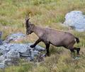 Capra_ibex_pa9177785