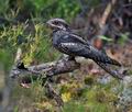 Caprimulgus_europaeus_bu2859