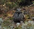 Caprimulgus_europaeus_bu2861