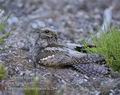 Caprimulgus_europaeus_fc2647