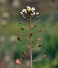 Capsella_bursa-pastoris_bt4902