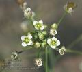 Capsella_bursa_pastoris_ac4252