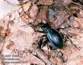 Carabus_absoletus_10477