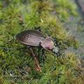 Carabus_arcensis_ag4534