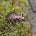 Carabus_arcensis_ag4535