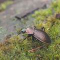 Carabus_arcensis_ag4537