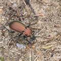 Carabus_arcensis_ag8835