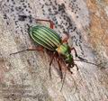 Carabus_auronitens_ab4999