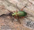 Carabus_auronitens_ab5018