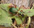 Carabus_auronitens_ab5034