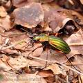 Carabus_auronitens_bf1102