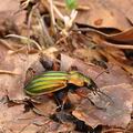 Carabus_auronitens_bf1107