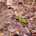 Carabus_auronitens_bf1115