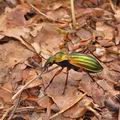 Carabus_auronitens_bf1120