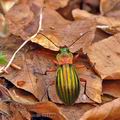 Carabus_auronitens_bf1122