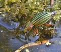 Carabus_auronitens_mb1196