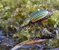 Carabus_auronitens_mb1205