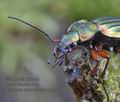 Carabus_auronitens_mb1223