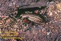 Carabus_cancellatus_2017