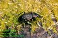 Carabus_cancellatus_2062