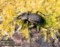 Carabus_cancellatus_6221