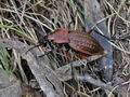 Carabus_cancellatus_bt1954