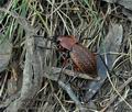 Carabus_cancellatus_bt1957