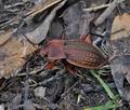 Carabus_cancellatus_bt1968