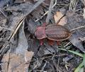 Carabus_cancellatus_bt1998