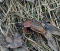 Carabus_cancellatus_bt2013