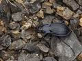 Carabus_catenulatus_br7446